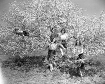 Apple Blossom 1948, 4 girls up tree